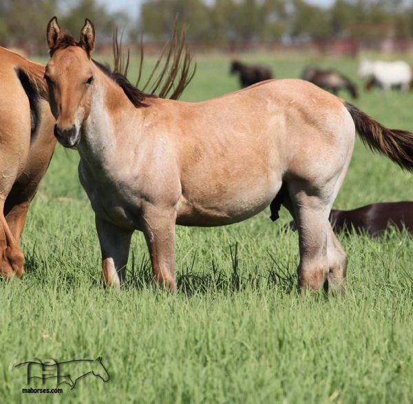 Wyo Miss Curry's 2021 Dun Roan Colt